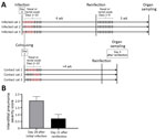 Timeline of severe acute respiratory syndrome coronavirus 2 infection and reinfection of cats and distribution of interstitial thickening. A) Timeline of infection and reinfection. As reported previously (1), a group of cats was inoculated with severe acute respiratory syndrome coronavirus 2 on day 0 (infected cats 1–3, upper half). A virus-naive cat was cohoused with each of the infected cats from day 1 (contact cats 1–3, lower half). The days on which infectious virus was detected in the nasal swabs are shown as red bars for each animal. In this study, we infected the cats with the same severe acute respiratory syndrome coronavirus 2 isolate at ≈4 weeks after initial infection or exposure to infected cats. After reinfection of the group shown in the upper half of the figure, no infectious virus was detected in the nasal swabs. The cats were confirmed to be seronegative before the initial infection or cohousing with infected cats, and seropositive before reinfection, on the basis of neutralization assay results. B) The distribution of interstitial thickening (interstitial pneumonia severity score) was decreased on day 21 after reinfection compared with day 28 (p = 0.041 by unpaired t-test).