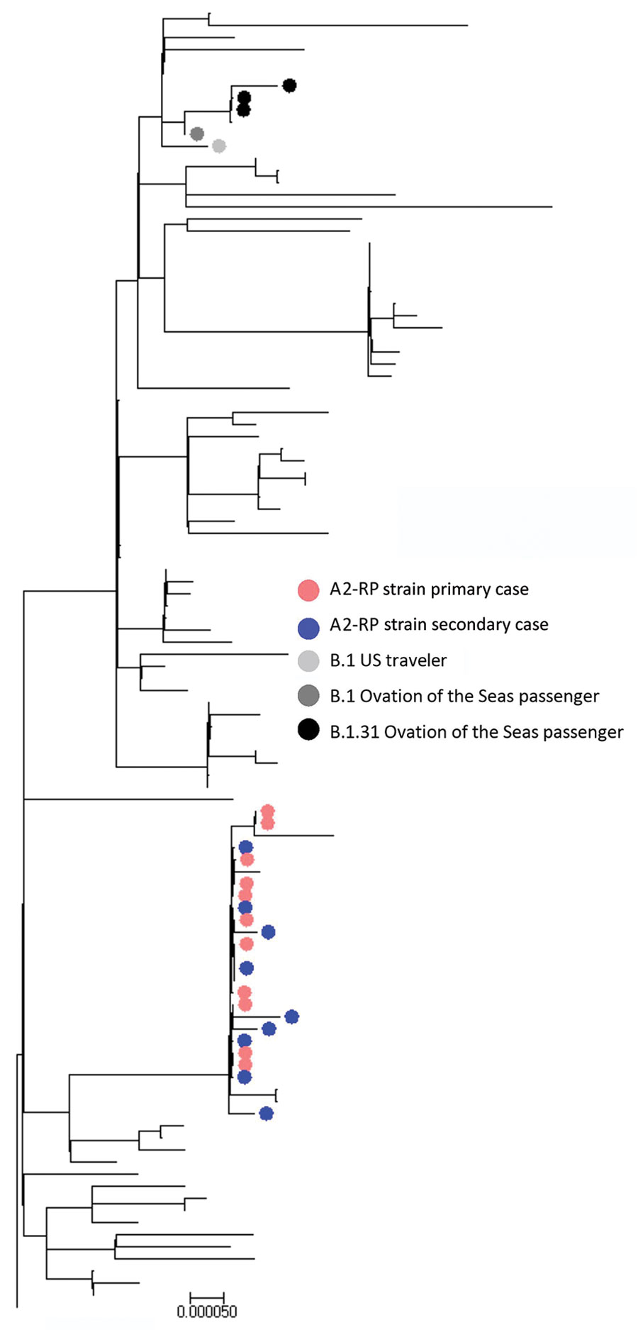 Phylogenetic tree generated in MEGA version 7.0.14 (8) for all SARS-CoV-2 whole-genome sequences with >80% genome coverage. Colors indicate samples from 458 persons with cases linked to cluster on flight from Sydney to Perth, Australia, on March 19, 2020. Scale bar indicates nucleotide substitutions per site.