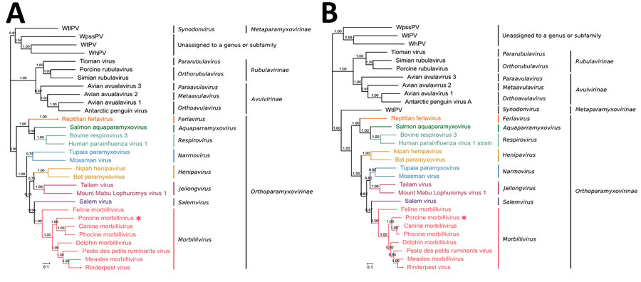 Phylogenetic analysis of novel porcine morbillivirus (PoMV, star) detected among infected swine. A) Phylogenetic analysis of whole genome sequence. B) Phylogenetic analysis of L amino acid sequence. The trees were constructed by maximum likelihood method with bootstrap values calculated from 500 trees and rooted on midpoint. Scale bars indicate nucleotide substitutions per site. WhPV, Wenling hoplichthys paramyxovirus; WpssPV, Wenzhou pacific spadenose shark paramyxovirus; WtlPV, Wenling triplecross lizardfish paramyxovirus; WtPV, Wenling tonguesole paramyxovirus.