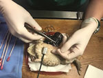 Celiotomy to remove ovarian mass in a marine toad (case 1). The mass was later diagnosed as Brucella inopinata–like oophoritis.