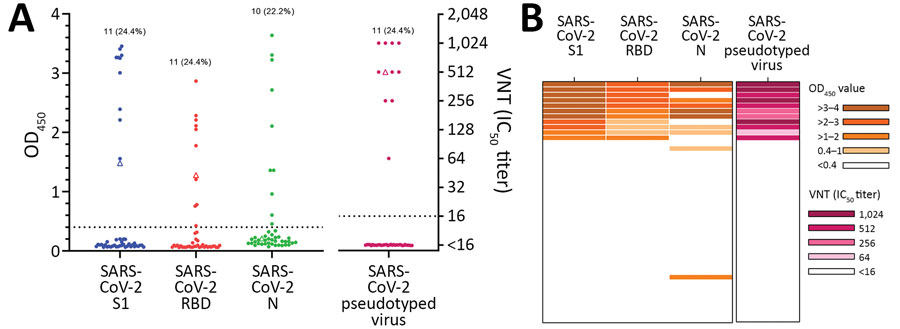 Serologic analyses of cat and dog serum samples from SARS-CoV-2–exposed cohort, the Netherlands. A) ELISA against SARS-CoV-2 S1, RBD, and N proteins, and VN analysis with SARS-CoV-2 pseudotyped virus. Dots indicate cat serum samples (n = 44) and triangle indicates dog sample (n = 1). B) Combination of results tested by different assays expressed as a heatmap. Dotted lines indicate positive cutoff levels. IC50, 50% inhibitory concentration; N, nucleocapsid; OD, optical density; RBD, receptor-binding domain; S1, spike protein subunit 1; SARS-CoV-2, severe acute respiratory syndrome coronavirus 2; VN, virus neutralization.