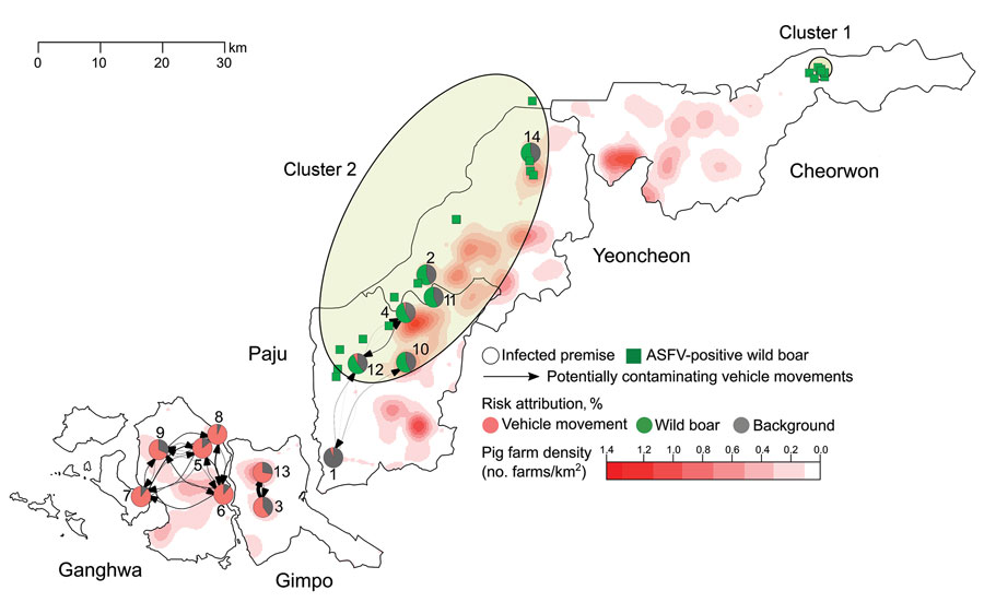 Spatial distribution of infected premises (IPs), non-IPs, African swine fever virus (ASFV)–positive wild boars, and potentially contaminating vehicle movements between IPs, South Korea, 2019. The duration of vehicle infectiousness was set to 3 days. Circles represent IPs; numbers represent the order of reporting dates. Pie charts show the estimated contribution of different transmission routes to the infection of each IP. Edge width is proportional to the number of potentially contaminating vehicle movements between IPs, weighted by the probability that an exit IP was infectious at the time of the vehicle departure. Edge arrows represent the direction of vehicle movements. Pig farm density is shown in reddish colors. Green squares represent the location of ASFV-positive wild boars; green-shaded ellipses represent spatial clusters.