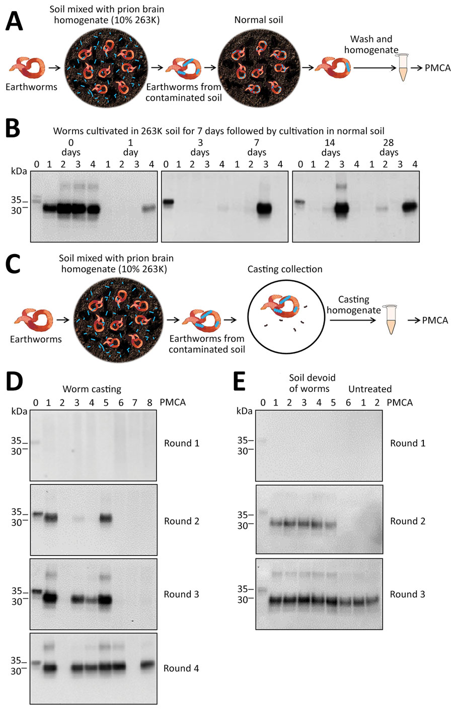 Detection of pathological prion protein (PrPSc) retention and dispersion by earthworms. A) Process for exposing earthworms to PrPSc–contaminated soil and analyzing for PrPSc retention. Worms were kept in PrPSc–contaminated soil for 7 days, then transferred to normal, prion-free soil and collected at various times. After collection, worms were thoroughly washed, homogenized, and used for PrPSc detection. B) Western blot analysis of PMCA of worm samples after cultivation in 263K-contaminated soil for 7 days and exposure to normal soil for 0, 1, 3, 7, 14, and 28 days. Lane 0 is normal brain homogenate (NBH) used as positive control; lanes 1–4 indicate 4 different worms for each time point. C) Process for collecting castings excreted by prion-contaminated worms to analyze for PrPSc. D) PMCA results for castings collected from earthworms exposed to 263K-soil for 7 days. Samples 1–8 were harvested and subjected to 4 PMCA rounds. E) Detection of PrPSc attached to 6 earthworms after exposure to prion-contaminated soil for 7 days. After collection and thorough washing, worms were dissected, and soil was carefully removed from the inside of the animal (soil-devoid worms). Worm carcasses were homogenized and used for PMCA detection of PrPSc. As controls, we used 2 untreated worms, that is, worms for which no soil was removed. In panels B, D, and E, all samples were digested with proteinase K (Sigma Aldrich, https://www.sigmaaldrich.com) at 50 µg/mL for 1 h at 37°C, except the NBH used as a migration control of PrPC. Numbers on the left indicate molecular weight markers. PMCA, protein misfolding cyclic amplification.