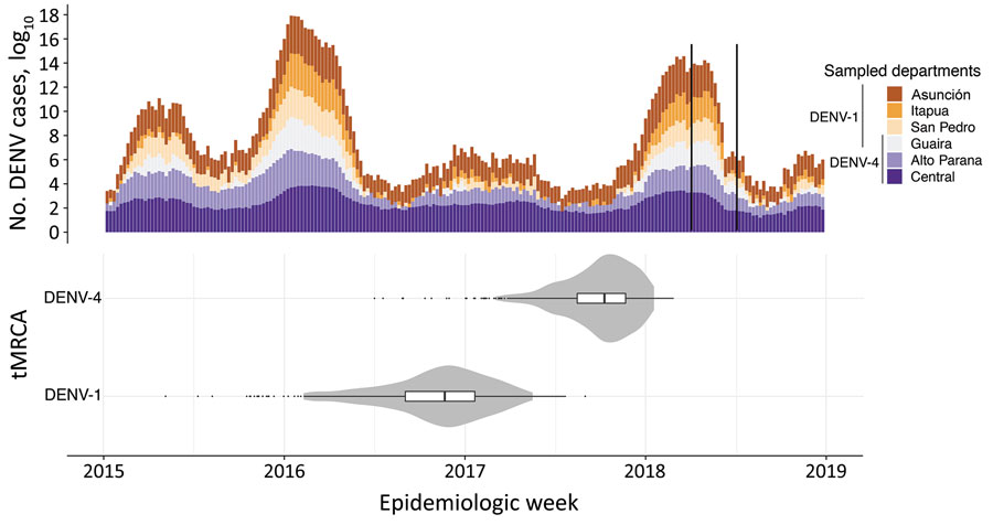 Dengue virus (DENV) outbreaks in Paraguay during 2015–2018 and tMCRA of serotypes 1 and 4. A) Total cases of DENV infections reported by epidemiologic week in the departments from which genome sequences were available. The black bars in 2018 delimit the sampling time range for the DENV genomes. B) tMRCA for DENV-1 and DENV-4 in the same timescale as the number of cases reported. Violin plots show 95% CIs; internal boxplots show medians and interquartile ranges. tMCRA, time to most recent common ancestor.