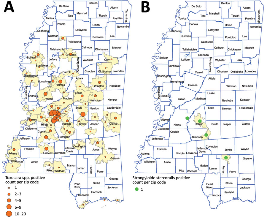 Places of residence of participants with antibody levels suggesting prior exposure to Toxocara spp. Tc-CTL-1 (n = 172) (A) and Strongyloides stercoralis Ss-NIE-1 (n = 4) (B) , Mississippi, USA. All serologic assays were performed using MAGPIX multiplex recombinant antigen beads (ThermoFisher, https://www.thermofisher.com) on convenience serum samples collected at the University of Mississippi Medical Center (Jackson, MS, USA) during October 28, 2017–March 29, 2018. Only those samples confirmed by a subsequent S. stercoralis crude L3 larval antigen (CrAg) ELISA are included.