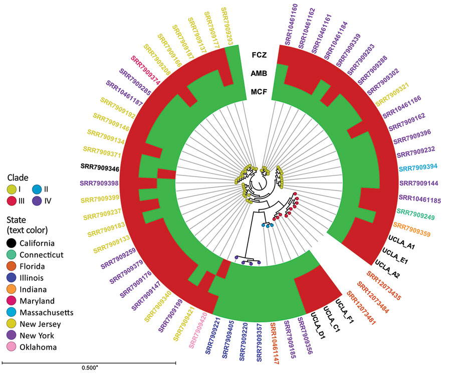 K-mer analysis of Candida auris isolates, United States, 2009–2020. K-mer analysis was conducted with CLC Genomics Workbench (QIAGEN, https://www.qiagen.com) using genome sequences from patients in Los Angeles, California, USA during 2019–2020 (i.e., UCLA_A1, UCLA_A2, UCLA_C1, UCLA_D1, UCLA_E1, and UCLA_F1) and 55 publicly available C. auris strains in GenBank (Appendix 2 Table 2). Each node represents a unique isolate. Node color indicates clade. The color of the isolate name (i.e., label text color) indicates state of origin. The metadata shows the susceptibility of each isolate (if available) to fluconazole (FCZ), amphotericin B (AMB), and micafungin (MCF); red indicates resistant, green indicates susceptible. Asterisk indicates that branches shorter than 0.0050 are shown as 0.0050.