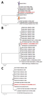 Maximum-likelihood phylogenetic tree based on the small (A), large (B), and medium (C) segments of Oropouche orthobunyavirus from a patient in Colombia, 2017 (red text), and reference sequences. Numbers to the left of nodes indicate bootstrap values based on 1,000 replicates. GenBank accession numbers are given for representative strains used for comparison. Triangles indicate phylogenetic branches compressed for size (4,9). Faceys Paddock and Bunyamwera viruses were used as outgroups. Scale corresponds to phylogenetic distance units estimated by likelihood function model. IQTV, Iquitos virus; MdDV, Madre de Dios virus.