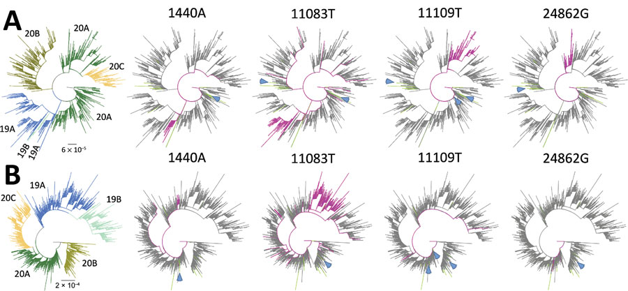 Phylogenetic trees showing 4 low-frequency variants detected in sewage samples in study of severe acute respiratory syndrome coronavirus 2 circulation and diversity through community wastewater sequencing, the Netherlands and Belgium. A) The Netherlands–Belgium subsample; B) global subsample. Patient sequences containing the mutation are shown in magenta. Lines in green indicate sewage samples sequenced in this study. Clades (19A, 19B, 20A, 20B, and 20C) are indicated in colors at the left of the figure. Blue arrows show the consensus sequences (if available) of the sewage samples in which the low-frequency variant was detected. Scale bars indicate the inferred number of nucleotide substitutions per site.