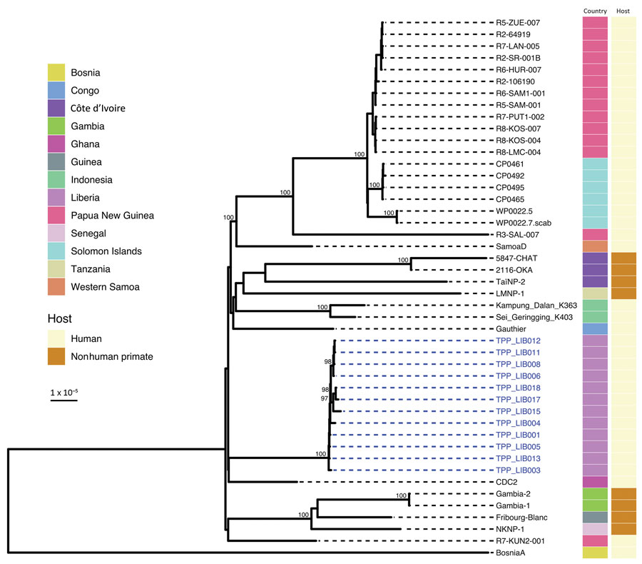 Global context of whole Treponema pallidum subspecies pertenue (TPE) genomes from Liberia. Liberia genomes form a monophyletic clade, genetically distant from publicly available genomes including 3 isolated from nonhuman primates in nearby Taï National Park (Côte d’Ivoire). Plot shows a maximum-likelihood phylogeny of 12 Liberia genomes contextualized with 34 published global genomes, scaled by substitutions per site. Ultra-fast bootstrap values >95% are indicated on the tree. Colored tracks show country of sampling and original host organism. Novel Liberia genomes from this study are indicated with blue labels.