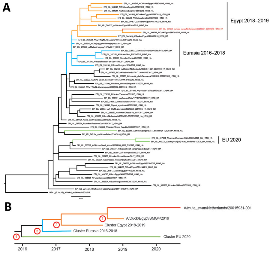 Phylogenetic analysis of the hemagglutinin (HA) segment of highly pathogenic avian influenza A(H5N8) virus, the Netherlands, October 2020. A) Optimal phylogenetic tree was generated by using the maximum-likelihood method (RAxML version 8.2.12; https://racm-ng.vital) with 100 bootstrap replicates and is shown and drawn to scale. GISAID (https://www.gisaid.org) accession numbers of the viruses are shown in the trees. Scale bar indicates nucleotide substitutions per site. B) Schematic representation of molecular dating of the HA gene segment. The Bayesian coalescent method was used to estimate the time to the most recent common ancestor of the novel H5N8 virus (numbers corresponding to nodes in the Table). Red branches indicate H5N8 virus isolated in the Netherlands in 2020;, green, H5N8 viruses isolated in eastern Europe, Germany, and Bulgaria in 2020; orange, viruses detected in Egypt during 2018–2019; and blue, viruses found in Eurasia during 2016–2018. EU, European Union.