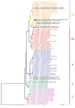 Phylogenetic analysis of BoDV-1 nucleotide sequences from virus-endemic areas, Germany. Shown are partial bornavirus sequences (nucleoprotein gene to phosphoprotein gene, 1,824 nt, representing genome positions 54–1877 of BoDV-1 reference genome U04608), including BoDV-1 sequences from animals and humans in virus-endemic regions in Germany, Austria, Switzerland, and Liechtenstein. BoDV-2 was used as an outgroup. Analysis was performed by using the neighbor-joining algorithm and the Jukes–Cantor distance model in Geneious Prime (https://www.geneious.com) and the tree was rooted for the VSBV-1 clade. Human sequences are indicated in black. Sequences of cases 1–4 included in this study are indicated in bold. Values at branches represent support in 1,000 bootstrap replicates. Only bootstrap values >70 at major branches are shown. Cluster designations, host, and geographic origin are indicated according to previously published studies (2,7,8,12,17–23). Colors and numbers at right indicate clusters. Scale bar indicates nucleotide substitutions per site. AUT, Austria: UA, Upper Austria; ST, Styria. GER, Germany: BB, Brandenburg; BW, Baden-Wuerttemberg; BY, Bavaria; HE, Hesse; NI, Lower Saxony; RP, Rhineland-Palatinate; SN, Saxony; ST Saxony-Anhalt. LIE, Liechtenstein. SUI, Switzerland: GR, Grisons; SG, St. Gall.