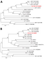 Maximum-likelihood phylogenetic analysis of  rare norovirus GIV isolated during foodborne outbreak, Wisconsin, USA (red text), and reference strains. A) Partial polymerase gene (762 nt); B) complete capsid (VP1) gene (554 aa). Bootstrap support for 500 replicates is indicated on branches. For polymerase analysis, evolutionary distances were inferred by the Tamura-Nei model. For VP1 analysis, evolutionary distances were inferred by using the Jones-Taylor-Thornton matrix-based model. Reference strains are represented by type and GenBank accession number. Scale bar in panel A indicates nucleotide substitutions per site, and scale bar in panel B indicates amino acid substitutions per site.