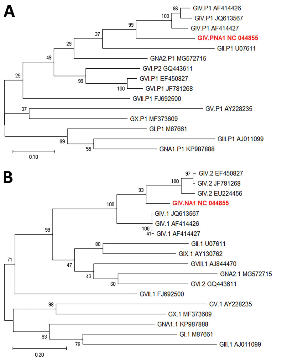 Maximum-likelihood phylogenetic analysis of  rare norovirus GIV isolated during foodborne outbreak, Wisconsin, USA (red text), and reference strains. A) Partial polymerase gene (762 nt); B) complete capsid (VP1) gene (554 aa). Bootstrap support for 500 replicates is indicated on branches. For polymerase analysis, evolutionary distances were inferred by the Tamura-Nei model. For VP1 analysis, evolutionary distances were inferred by using the Jones-Taylor-Thornton matrix-based model. Reference strains are represented by type and GenBank accession number. Scale bar in panel A indicates nucleotide substitutions per site, and scale bar in panel B indicates amino acid substitutions per site.