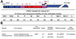 A) Schematic overview of the HRSV gene order and comparison of the amino acid identities of the reference strains of subgroups A (HRSV A2, GenBank accession no. M74568/NC_038235) and B (HRSV B1, GenBank accession no. AF013254/NC_001781). B) ICTV-proposed species designation, virus name, and associated GenBank reference sequences. HRSV, human respiratory syncytial virus; ICTV, International Committee on Virus Taxonomy; RefSeq, reference sequence.