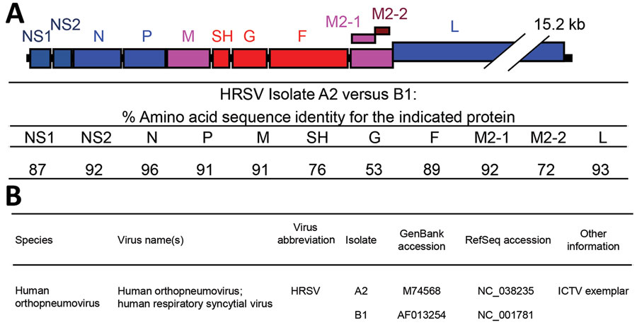 Figure 2 - Proposal For Human Respiratory Syncytial Virus Nomenclature ...