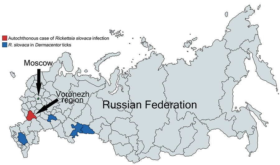 Regions in Russia where Rickettsia slovaca was detected only in ticks and the region where an autochthonous human case of R. slovaca infection was registered.