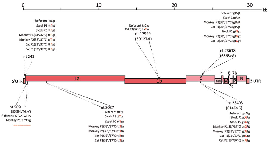 Whole-genome sequencing analysis using Nanopore sequencing technology (Oxford Nanopore Technologies, https://nanoporetech.com). A graphical representation of variants found in the severe acute respiratory syndrome coronavirus 2 (SARS-CoV-2) stock P1 and P2, as well as the apical washes from SARS-CoV-2–infected monkey and cat airway epithelial cell cultures with either P1 or P2 stock 96 hpi at 33°C or 37°C. SARS-CoV-2/Wuhan-Hu-1 (GenBank accession no. MN908947.3) was used as the reference sequence. P, passage; UTR, untranslated region.