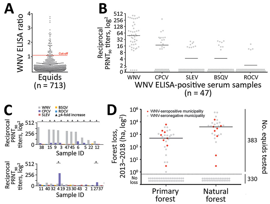 WNV seroprevalence among equids, Brazil. A) ELISA absorbance values displayed as sample to cutoff ratio, as previously described (2). We increased the ELISA cutoff by 10% above which samples were considered positive to maximize specificity because the ELISA was not originally validated for horses in Latin America, which are infected by more Japanese encephalitis serocomplex viruses compared with horses in Europe. Dotted orange line represents the 1.1 positivity cutoff. B) Reciprocal PRNT90 titers for WNV and other flaviviruses. Statistical significance levels were inferred by using the Kruskal-Wallis test. Bars indicate mean. Graph created by using Prism (GraphPad software, https://www.graphpad.com). C) Distinction of heterotypic serum samples based on the endpoint titers of various flaviviruses. Triangles indicated endpoint titers >4-fold. D) Effects of forests and forest loss on WNV seropositivity and seronegativity among equids in municipalities, Brazil. Natural forest is made up of introduced or native tree or vegetation that have reproduced naturally, without help or (human) intervention. Primary forest is made up of intact and nonintact natural forest and refers to areas that reached the final stage of succession during 2013–2018. Data on primary and natural forest were retrieved from Global Forest Watch (http://www.globalforestwatch.org). Right y-axis represents number of total number of equids tested for seroprevalence. Horizontal bars indicate means. Areas below dotted line had no forest loss. BSQV, Bussuquara virus; CPCV, Cacipacoré virus; ha, hectare (10,000 m2); PRNT90, 90% plaque-reduction neutralization test; ROCV, Rocio virus; SLEV, Saint Louis encephalitis virus; WNV, West Nile virus.