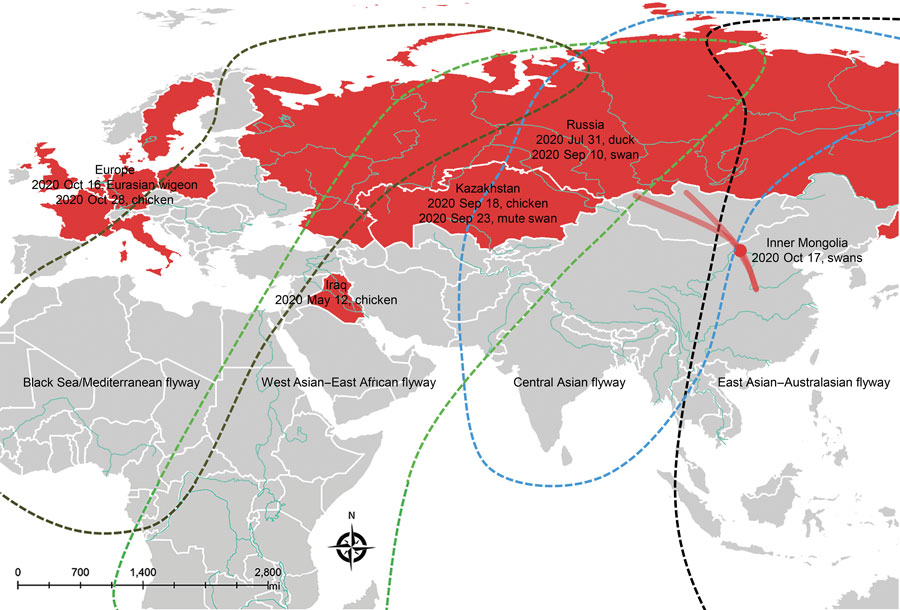 Global distribution of the influenza A(H5N8) viruses related to 2 H5N8 isolates detected in whooper swans (Cygnus cygnus) and mute swans (C. olor) in Inner Mongolia, China, 2020. Red dot indicates sampling site in Inner Mongolia; red solid lines indicate whooper swan migratory routes in central China. Dates refer to the day of initial H5N8 virus isolated in poultry and wild birds in each country in 2020.