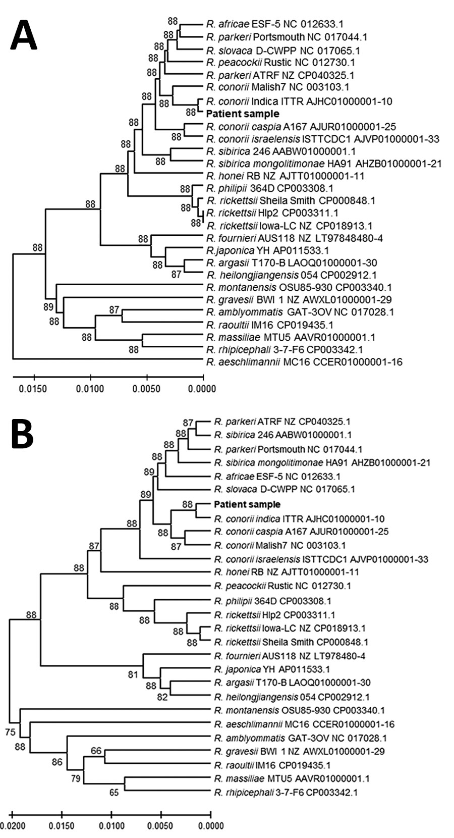 Genetic relationships of the spotted fever group rickettsia detected in blood of patient 1 in study of confirmation of Rickettsia conorii subspecies indica infection by next-generation sequencing, Shandong, China. This analysis used concatenated sequences from 27 spotted fever rickettsial genomes homologous to the patient sequences (shown in bold text). A) Analysis of 1,379 positions in the tRNA-associated sequences; B) analysis of 1,519 positions in the protein gene–associated sequences. Each tree was constructed upon concatenation of 6 different genome sites (Appendix Table 2); the consensus of reads from sites with overlapping reads was used. The evolutionary relationships were inferred by using UPGMA implemented in MEGA X (15). The optimal trees are shown. The percentage of replicate trees in which the taxa clustered together in the bootstrap test (500 replicates) are shown next to the branches. The evolutionary distances computed by using the Kimura 2-parameter method are in the units of the number of base substitutions per site. The proportion of sites where >1 unambiguous base is present in >1 sequence for each descendent clade is shown next each internal node in the tree. All ambiguous positions were removed for each sequence pair (pairwise deletion option). Scale bars indicate the percentage of nucleotide variation between the sequences. 