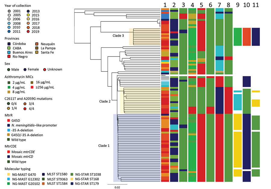 Phylogenomic tree of 96 Neisseria gonorrhoeae isolates with azithromycin MICs of >2 μg/mL, Argentina, January 2005–November 2019. Lane 1, year; lane 2, province; lane 3, sex; lane 4, azithromycin MICs; lane 5, 23S C2611T; lane 6, 23S A25059G; lane 7, MtrR; lane 8, MtrCDE; lane 9, NG-MAST; lane 10, MLST; lane 11, NG-STAR. Scale bar indicates substitutions per site. CABA, Ciudad Autónoma de Buenos Aires; MLST, multilocus sequence typing; NG-MAST, N. gonorrhoeae multiantigen sequence typing; NG-STAR, N. gonorrhoeae sequence typing for antimicrobial resistance; ST, sequence type.