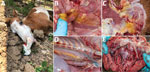 Gross lesions from horses affected by African horse sickness, Thailand, 2020. A) Mild edema at the supraorbital fossa with frothy exudate from the nostrils; B) yellow, gelatinous infiltrations and perineural edema of the intramuscular tissues; C) right axillary subcutaneous edema; D) periaortic edema and hemorrhage; E) subendocardial petechiae and ecchymoses of the heart.