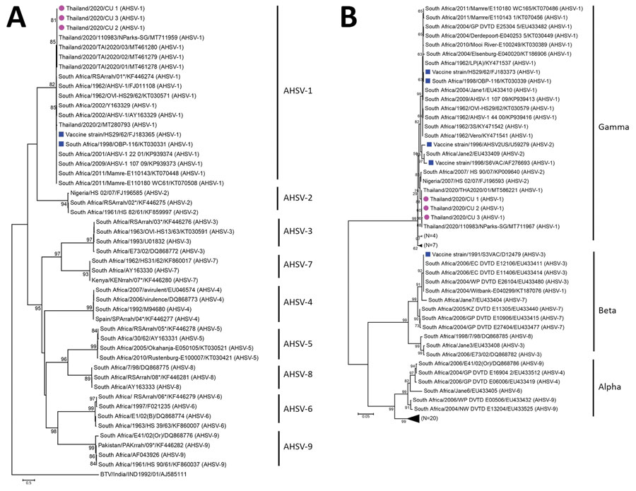 Phylogenetic trees for AHSV, Thailand, 2020. A) Viral capsid protein 2; B) nonstructural gene 3. Purple circles indicate Thailand AHSV characterized in this study; blue squares indicate AHSV vaccine strains; numbers after AHSV indicate serotypes. Scale bars indicate nucleotide substitutions per site. AHSV, African horse sickness virus. 