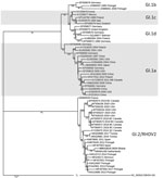 Maximum-likelihood phylogenetic tree of the viral protein 60 region of rabbit hemorrhagic disease virus from Ghana (boldface) and reference sequences. We downloaded sequences directly from or extracted them from the whole genome sequences downloaded from GenBank. We aligned sequences in Geneious Prime (Geneious, https://www.geneious.com) and constructed the phylogenetic tree with the IQ-TREE Web server (http://iqtree.cibiv.univie.ac.at), using 1,000 bootstrap replicates as indicated in the tree. We then visualized the phylogenetic tree using iTOL (https://itol.embl.de). Scale bar indicates branch length.