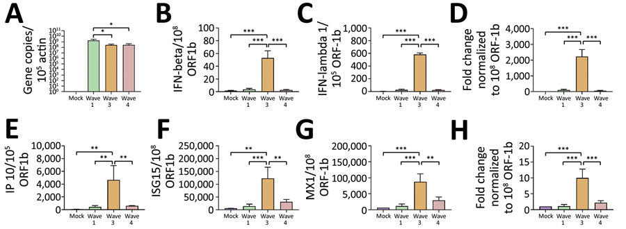 Innate immune responses in human airway organs experimentally infected with SARS-CoV-2 viruses from COVID-19 epidemic waves 1, 3, and 4, Hong Kong, China. A) ORF1b; B) IFN-β; C) IFN-λ 1; D) IFN-λ 2/3; E) IP-10; F) ISG15; G) MX1; H) MDA5. Messenger RNA expression of viral genes in human airway air-liquid interface organoids (n = 4; multiplicity of infection = 2) from the apical side at 48 h post infection. Mock samples were not infected. The gene expression of infected cells was first normalized with β-actin and further normalized with ORF1b gene. The gene expression of mock-infected cells was presented after normalization with β-actin. The differences were compared using 1-way ANOVA followed by a Tukey multiple-comparison test. Means and SD error bars are as shown. *p<0.05; **p<0.01; ***p<0.001. COVID-19, coronavirus disease; IFN, interferon; IP-10 interferon gamma-induced protein-10; ISG15, interferon stimulated gene 15; MDA5, melanoma differentiation-associated protein 5; MX1, interferon-induced GTP binding protein 1; ORF, open reading frame; SARS-CoV-2, severe acute respiratory syndrome coronavirus 2. 