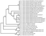 Phylogenetic relationship based on cytochrome oxidase c subunit 1 gene of Thalazia callipaeda nematode isolate from a dog in Dutchess County, New York, USA, 2020 (GenBank accession no. MW570733), and other related Thelazia species available in GenBank (accession numbers shown). Analysis was performed by using MEGAX (http://www.megasoftware.net) and the maximum-likelihood method, 1,000 bootstrap replicates; nodes with <50% support were condensed. 