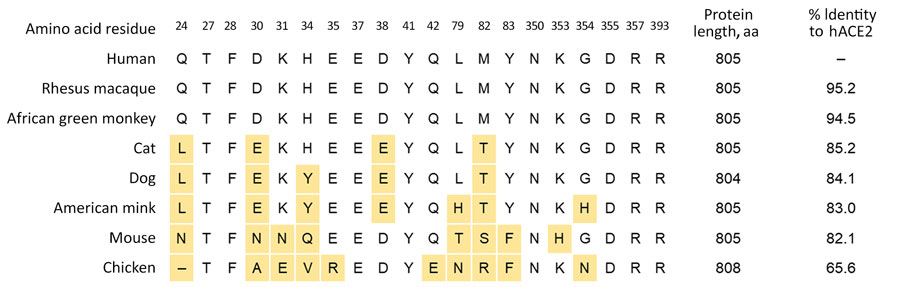 Aligned ACE2 protein sequences from human, rhesus macaque, African green monkey, cat, dog, American mink, mouse, and chicken cells in study of susceptibility to severe acute respiratory syndrome coronavirus 2 (SARS-CoV-2) of cell lines and substrates used to diagnose and isolate influenza and other viruses. Residues involved in interaction with SARS-CoV-2 spike protein (41–44) shown using hACE2 numbering; yellow indicates residues varying from hACE2. Dash indicates gap in alignment. Percentage identity to hACE2 across the entire protein is shown. ACE, angiotensin-converting enzyme 2; cACE2, canine ACE2; hACE2, human ACE2.