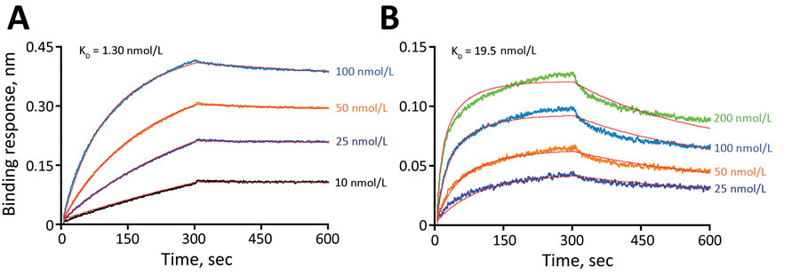 Canine ACE2 affinity to severe acute respiratory syndrome coronavirus 2 (SARS-CoV-2) spike protein compared with that for human ACE2 in study of susceptibility to SARS-CoV-2 of cell lines and substrates used to diagnose and isolate influenza and other viruses. Biolayer interferometry assay used to determine KD, the equilibrium dissociation constant of human ACE2 or canine ACE2 protein with SARS-CoV-2 spike protein. 