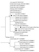 Phylogenetic analysis of Anopheles stephensi mosquitoes collected in Sudan, 2016–2018, and reference sequences. Maximum-likelihood tree was constructed by using mitochondrial cytochrome oxidase 1 sequences from Sudan (diamonds) and other countries from which data are available. GenBank accession numbers are provided for reference sequences.