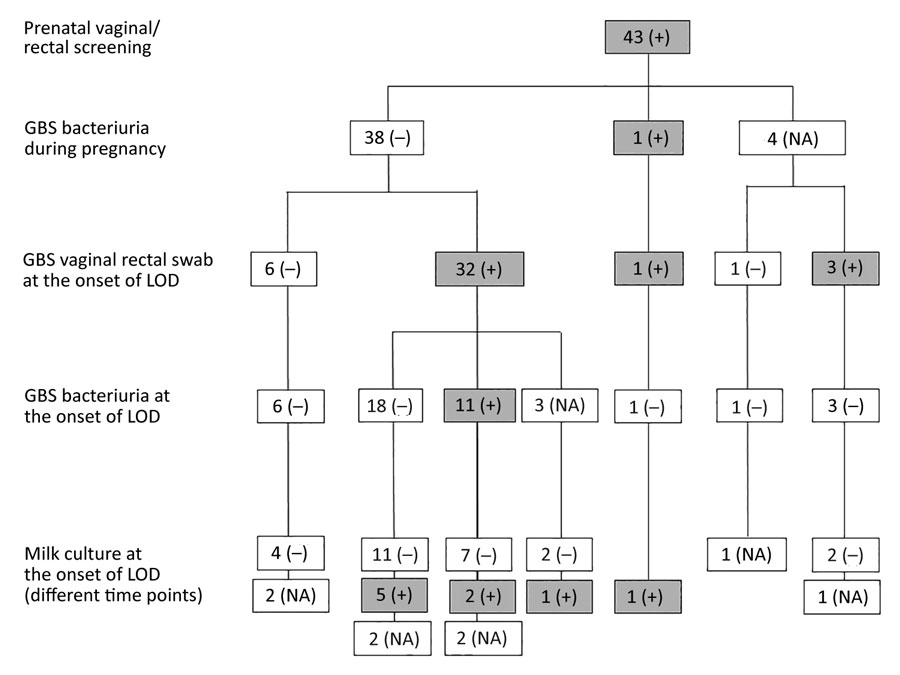 Longitudinal analysis of cultures obtained from women carrying GBS at the vaginal/rectal site at screening. Gray-shaded boxes represent GBS positivity. GBS, group B Streptococcus; LOD, late-onset disease; NA, not assessed; –, negative; +, positive.
