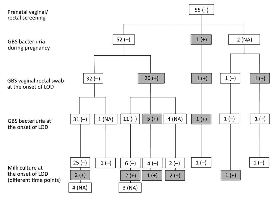 Longitudinal analysis of cultures obtained from women who did not carry GBS at the vaginal/rectal site at screening. GBS, group B Streptococcus; LOD, late-onset disease; NA, not assessed; –, negative; +, positive.