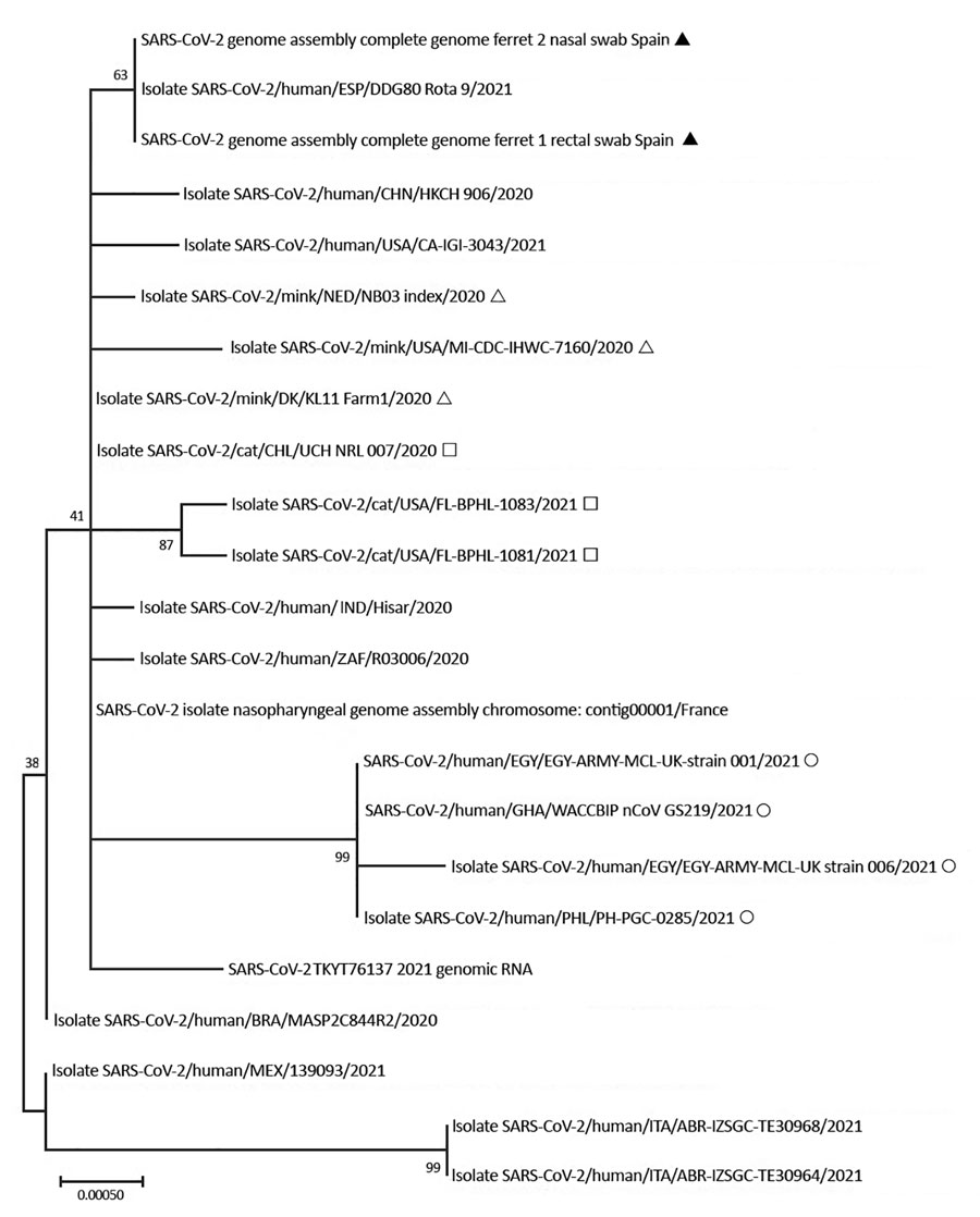 Phylogenetic analysis of SARS-CoV-2 indicating that spike sequences from kept ferrets were similar and clustered with a SARS-CoV-2 genome from Spain that was included in the alignment. Black triangle indicates ferret, open triangle indicates mink; open square indicates cat; open circle indicates human (B1.1.7). Scale bar indicates number of substitutions per site. BRA, Brazil; CHL, Chile; CHN, China; DK, Denmark; EGY, Egypt; ESP, Spain; GHA, Ghana; IND, India; ITA, Italy; MEX, Mexico; NED, Netherlands; PHL, Philippines; SARS-CoV-2, severe acute respiratory syndrome coronavirus 2;TKY, Turkey; UK, United Kingdom; USA, United States; ZAF, South Africa.