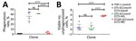 Scatter plots showing evasion of phagocytosis by MRSA isolates, Rio de Janeiro, Brazil, 2014–2017. A) Phagocytosis rates for representatives of the phylogenetic groups CC5-Basal, CC5-IIA, and CC5-IIB. Four independent experiments were conducted for each lineage using 1 fluorescence-activated single cell sorting determination for each experiment. Horizontal lines indicate means; whiskers indicate SDs. B) Viable count of unphagocytosed (free) bacteria after 30-min interaction with THP-1 monocytes. Six independent experiments were considered, with 2 replicates per lineage. Horizontal lines indicate means; whiskers indicate SDs. Statistical analyses conducted using 1-way analysis of variance and Tukey multiple comparison test. CC, clonal complex; NS, not significant; MRSA, methicillin-resistant Staphylococcus aureus; SCC, staphylococcal cassette chromosome; ST, sequence type.