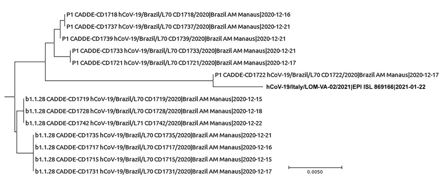 Phylogenetic tree of severe acute respiratory syndrome coronavirus 2 variant P.1 sequences from a male traveler returning from Brazil to Italy and reference sequences from Brazil. Bold text indicates sequence from the traveler. Scale bar indicates nucleotide substitutions per site.
