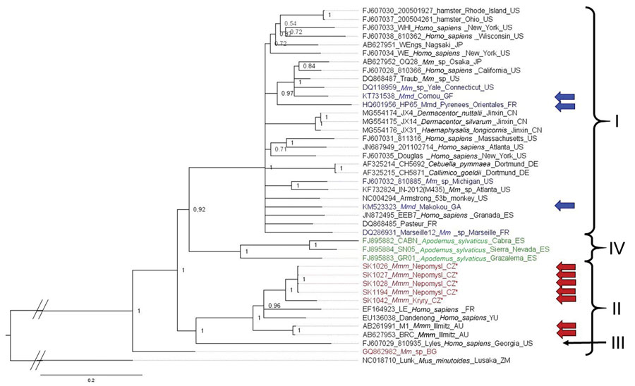 Phylogenetic analysis performed on nucleic acid sequences of nucleoprotein gene of lymphocytic choriomeningitis virus (LCMV) sequences using Bayesian inference. Bayesian posterior probabilities were used to assess node support. Lunk virus from Mus minutoides (Africa) was used as outgroup. All sequences obtained in this study were submitted to GenBank (accession numbers: MZ568450–7, MZ558311–3, MZ568449). Names of LCMV strains are composed of GenBank number, strain name, host species, and place and country of origin (if known) or isolation. Country code is defined as ISO code (https://countrycode.org). Colors indicate LCMV strains isolated from wild rodents where there is a match between expected mouse subspecies on the basis of geographic region and sampling area: blue, Mus musculus domesticus; red, M. musculus musculus. Arrows indicate known origin of mice subspecies on the basis of genetic data, asterix indicates LCMV strains from this study, and lineages are indicated by roman numerals. LCMV strains isolated from Apodemus sylvaticus are indicated in green (lineage IV). Scale bar indicates nucleotide substitutions per site. Mmd, M. musculus domesticus; Mmm, M. musculus musculus; Mmm_lab, laboratory mouse strain derived from M. musculus musculus; Mm_lab, laboratory mouse strain; Mm_sp, Mus musculus spp.