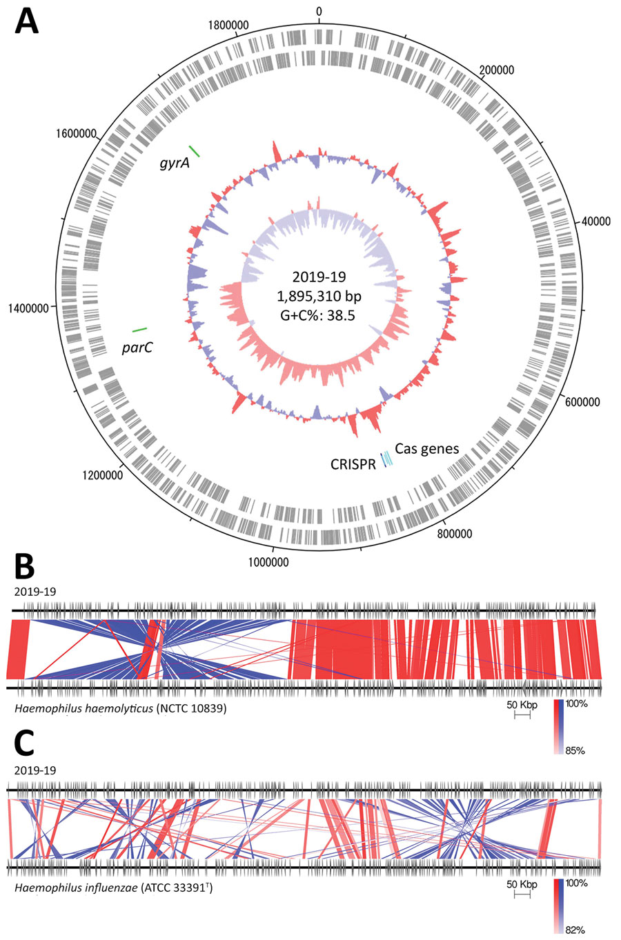 Genomic analysis of Haemophilus haemolyticus strain 2019-19 from a 9-year-old girl in Japan. A) Circular map of the whole-genome sequence. The outermost circle shows the number of nucleotides, the second circle shows coding sequences on the plus strand, and the third circle shows coding sequences on the minus strand. The innermost circle represents the G+C skew (%) and second innermost circle, G+C content (%); green zones show the locations of gyrA and parC, and blue and light blue zones show CRISPR-Cas–associated genes. Map drawn using Artemis DNA Plotter (Wellcome Sanger institute, Hinxton, UK). G+C, guanine + cytosine. B, C) Comparison between the whole genomes of 2019-19 and H. haemolyticus NCTC 10839 (B) and H. influenzae ATCC 33391T (C), created using Easyfig version 2.2.2 (19). Red indicates matches in the same direction; blue indicates inverted matches; white areas indicate nonmatches.