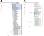 Phylogenetic analysis of Seoul virus partial gene fragments recovered from brown rats (Rattus norvegicus [family Muridae, subfamily Murinae]) trapped in Benin (red) and reference sequences. Phylogenetic trees were generated by the maximum-likelihood method on partial coding regions of the small (A) and large (B) segments; medium segments were not done because they were not available from the reference genes from Senegal. Colored points at each node represent branch support as determined by an approximate likelihood ratio test. Lineages 7, 4, and 3 and phylogroup A are indicated. GenBank accession numbers are provided for reference sequences. Scale bars indicate numbers of substitutions per nucleotide.