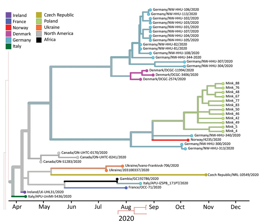 Phylogenetic tree estimating the divergence time for severe acute respiratory syndrome coronavirus 2, Europe. Sequences from mink sampled on November 24, 2020, in Pomorskie Voivodeship, northern Poland, are shown on green branches. Only closely related isolates that were included in the dataset are presented. Visualization was achieved by using Nextstrain (https://nextstrain.org/ncov/europe).