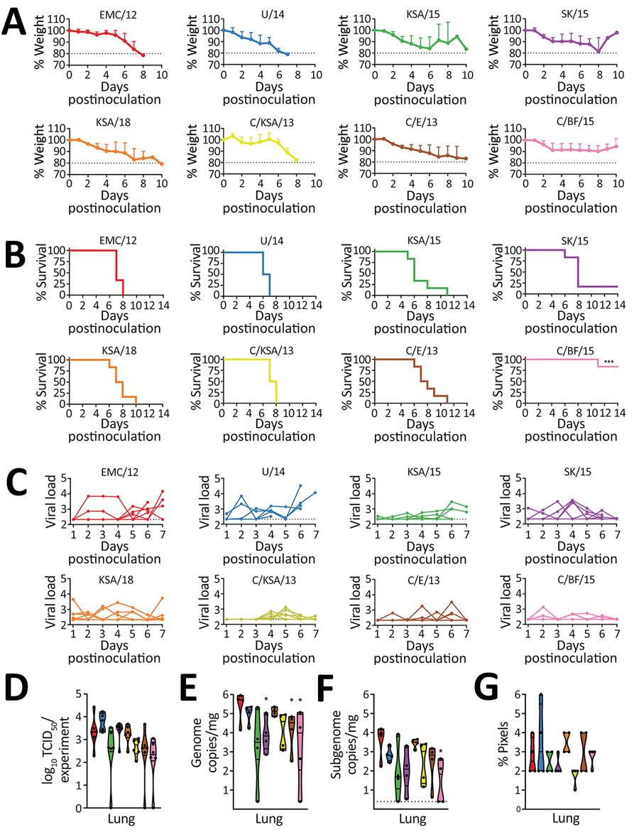 In vivo replication of different Middle East respiratory syndrome coronavirus (MERS-CoV) strains. hDPP4 mice were inoculated intranasally with 103 TCID50 of MERS-CoV. Four mice were euthanized on day 3, and the remaining 6 mice were monitored for survival. A) Relative weight loss of hDPP4 mice. B) Survival of hDPP4 mice. C) Oropharyngeal shedding of MERS-CoV as measured by using an UpE quantitative reverse transcription PCR. D) Amount of shedding per experiment per mouse calculated by using area under the curve (AUC) analysis of viral load in oropharyngeal swab specimens. Results are displayed per mouse per virus strain. E) Viral load in lung tissue obtained from mice euthanized at day 3. F) Viral mRNA load in lung tissue obtained from mice euthanized at day 3. G) Percentage of positive pixels quantified from lung tissues stained for MERS-CoV antigen. Colors in panels D‒F match those for strains in panels A‒-C; strain sources are listed in the legend for Figure 1. Statistical significance was compared by using 1-way analysis of variance, followed by a Bonferroni multiple comparisons test. Dotted lines indicate limits of detection. TCID50, median tissue culture infectious dose. *p<0.05.