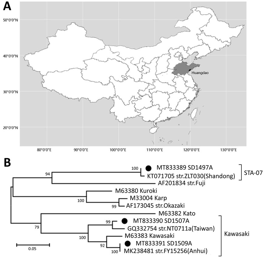 Orientia tsutsugamushi in small mammals, Qingdao, Shandong Province, China, December 2012–July 2016. A) Location of Shandong Province in China. B) Maximum-likelihood phylogenetic tree of O. tsutsugamushi constructed by MEGA version 7.0 (http://www.megasoftware.net). Black circles indicate strains isolated in this study. Numbers to the left of nodes indicate bootstrap values based on 1,000 replicates. Scale bar indicates number of nucleotide substitutions per site.