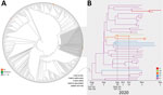 Emergence of the P.2 clade in study of severe acute respiratory syndrome coronavirus 2 (SARS-CoV-2) reinfection case, Brazil. A) Maximum-likelihood phylogenetic tree of B.1.1.28 SARS-CoV-2 whole-genome sequences (29,779-nt) from Brazil (n = 376). Shaded box highlights the P.2 clade (n = 47), and its statistical support (approximate-likelihood ratio test = 1.0) is indicated in the cladogram. Sequences from Paraíba are indicated in orange and sequences from the reinfection case are indicated by green. B) Time-scaled Bayesian maximum clade credibility tree of SARS-CoV-2 whole-genome sequences from the P.2 clade (n = 47). Branches are colored according to the most probable location state of their descendent nodes as indicated. The 5 lineage-defining single-nucleotide polymorphisms are indicated at the maximum clade credibility tree root node. Circular shapes mark nodes with high statistical support (posterior probability>9.0), and a square tip shape indicates the sequence from reinfection case. AL, Alagoas; AM, Amazonas; PB, Paraíba; PR, Parana; RJ, Rio de Janeiro; UTR, untranslated region.