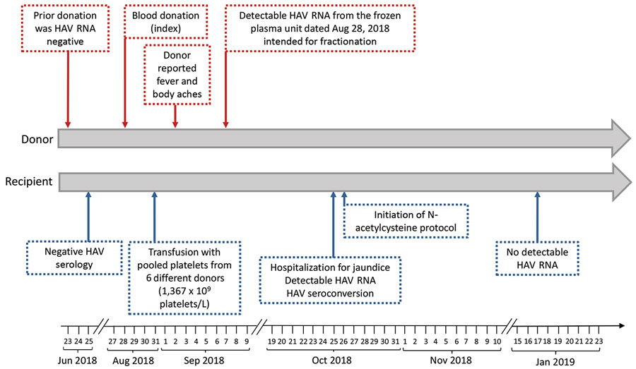 Timeline of events in blood donor and recipient in case of transfusion-transmitted HAV, France, 2018. The donor interview did not reveal any relevant HAV risk factors, including travel, food consumption, personal entourage cases, or unsafe sex practices. The donor was not vaccinated against HAV at the time of donation. The recipient was not vaccinated against HAV at the time of the transfusion; moreover, the recipient has not been vaccinated in postexposure after notification of fresh frozen plasma HAV positivity. The recipient interview reported no other risk factors for HAV, including travel, food consumption, personal entourage cases, and unsafe sex practices, with the exception of recent transfusion. HAV, hepatitis A virus.