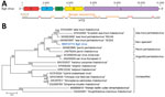 Identifying a novel rhabdovirus in European perch. A) Schematic representation of the EGLV genome organization; open reading frames are indicated by colored arrows. B) Maximum-likelihood phylogenetic tree of the nucleotide sequence of the EGLV L gene (bold blue) and representative classified and unclassified members of the genus Perhabdovirus. Numbers near nodes on the trees indicate bootstrap values. Branches are labeled by GenBank accession number and virus name. Names of unclassified likely perhabdoviruses are placed in quotation marks. Scale bar indicates number of substitutions per site, reflected by branch lengths. EGLV, Egli virus; G, glycoprotein gene; HTS, high-throughput sequencing; L, large protein gene; M, matrix protein gene; N, nucleoprotein gene; P, phosphoprotein gene; RACE, rapid amplification of cDNA ends.