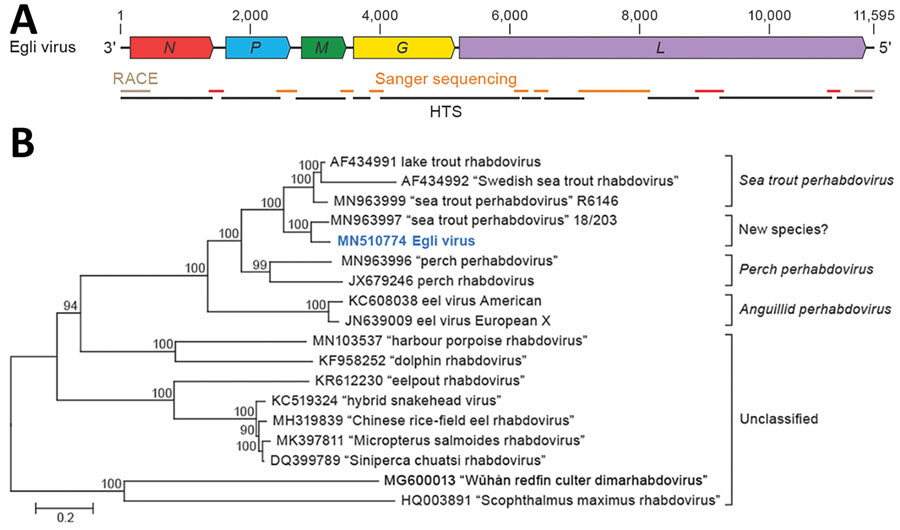Identifying a novel rhabdovirus in European perch. A) Schematic representation of the EGLV genome organization; open reading frames are indicated by colored arrows. B) Maximum-likelihood phylogenetic tree of the nucleotide sequence of the EGLV L gene (bold blue) and representative classified and unclassified members of the genus Perhabdovirus. Numbers near nodes on the trees indicate bootstrap values. Branches are labeled by GenBank accession number and virus name. Names of unclassified likely perhabdoviruses are placed in quotation marks. Scale bar indicates number of substitutions per site, reflected by branch lengths. EGLV, Egli virus; G, glycoprotein gene; HTS, high-throughput sequencing; L, large protein gene; M, matrix protein gene; N, nucleoprotein gene; P, phosphoprotein gene; RACE, rapid amplification of cDNA ends.