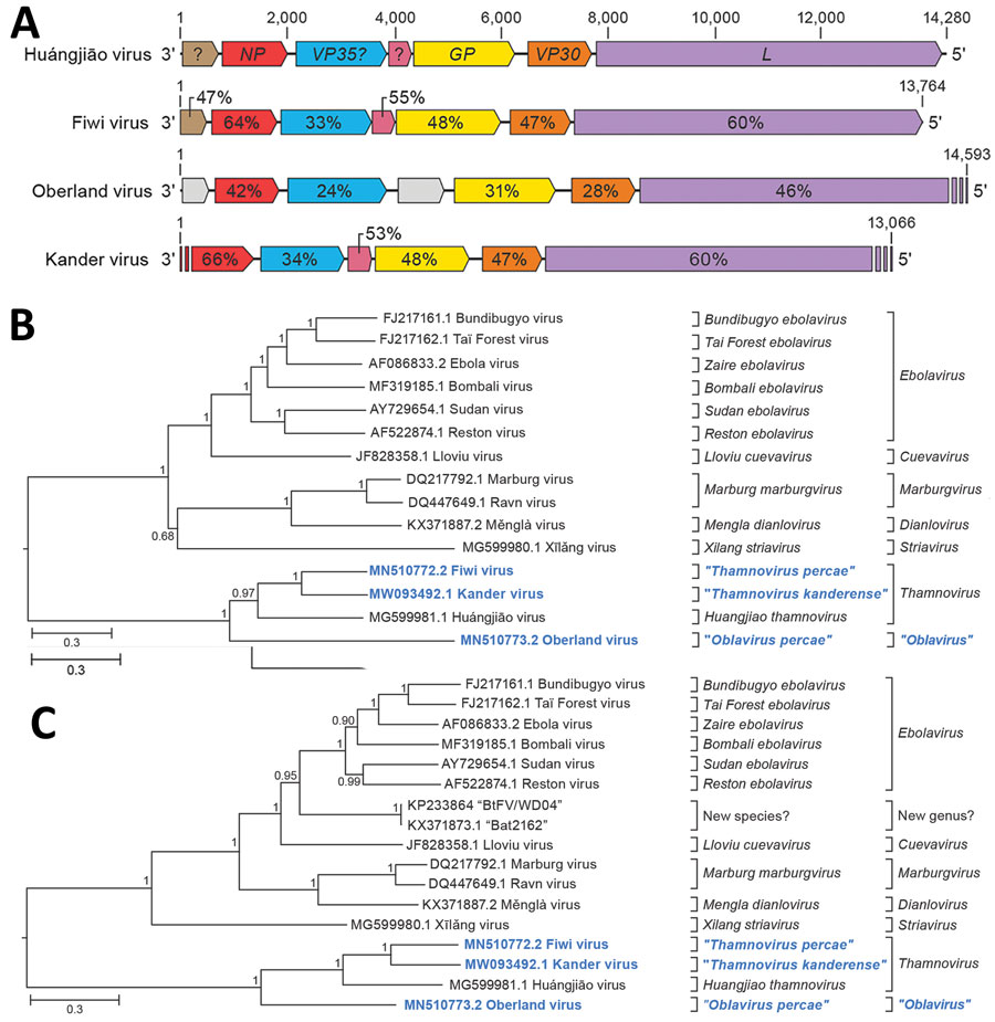 Identifying 3 novel filoviruses in European perch. A) Schematic representation of the genome organization of Fiwi virus, Oberland virus, and Kander virus compared with Huángjiāo virus (HUJV). Open reading frames (ORFs) are indicated by colored arrows. ORFs encoding HUJV-like proteins are depicted by the same color and sequence similarities are indicated as percentages. Undetermined ORF starts and ends are shown as stripes. B, C) Maximum-likelihood phylogenetic trees of the new filovirus genome sequences (bold blue) generated by using coding-complete and near-complete genome sequences (B) or only L gene sequences (C) of representative members of the family Filoviridae. Numbers near nodes on the trees indicate bootstrap values. Branches are labeled by GenBank accession number, and virus name. Scale bar indicates number of substitutions per site, reflected by branch lengths. GP, glycoprotein gene; L, large protein gene; NP, nucleoprotein gene; VP30, transcriptional activator gene; VP35, polymerase cofactor gene.