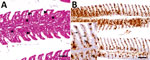 Histopathologic lesions and viral RNA in European perch infected with Bern perch virus. A) Histopathologic lesions in gills (hematoxylin and eosin stain) showing epithelial hypertrophy and hyperplasia, multifocally leading to lamellar fusion (stars) and multifocal epithelial lifting due to edema (closed arrowheads). Scale bar indicates 25 μm. B) In situ hybridization detection of Bern perch virus RNA in gills (brown labeling): positive macrophages, more pronounced in proliferated areas, and endothelial cells. Inset: higher magnification showing positive macrophages (open arrowheads) and endothelial cells (arrows with open heads). Scale bar indicates 50 μm.